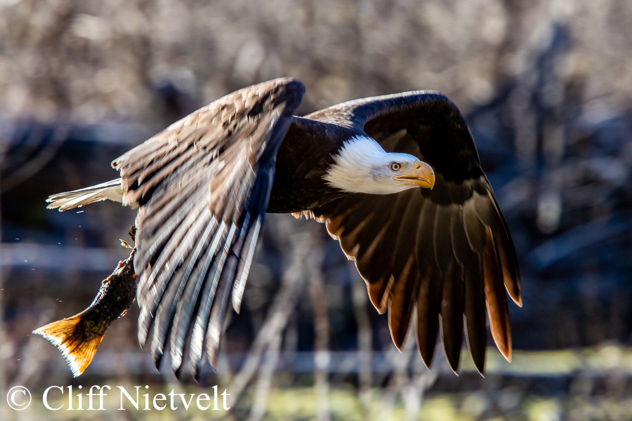 Mature Bald Eagle and Chum, REF: BAEA063