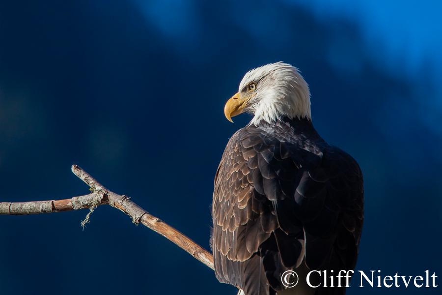 Perfectly Perched, REF: BAEA065