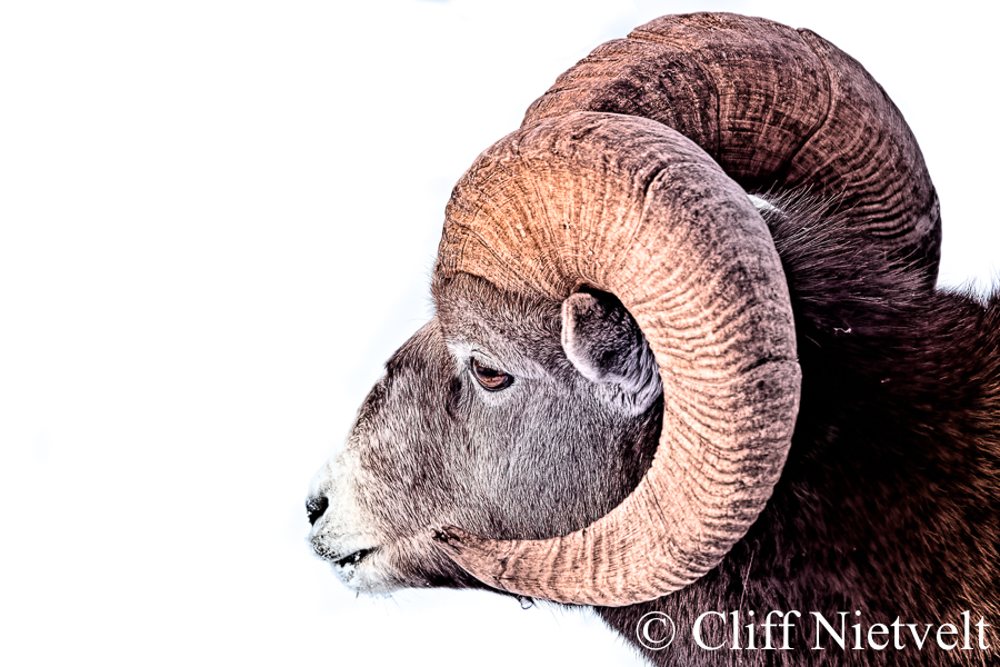 Bighorn Ram Side Portrait, REF: BHS005