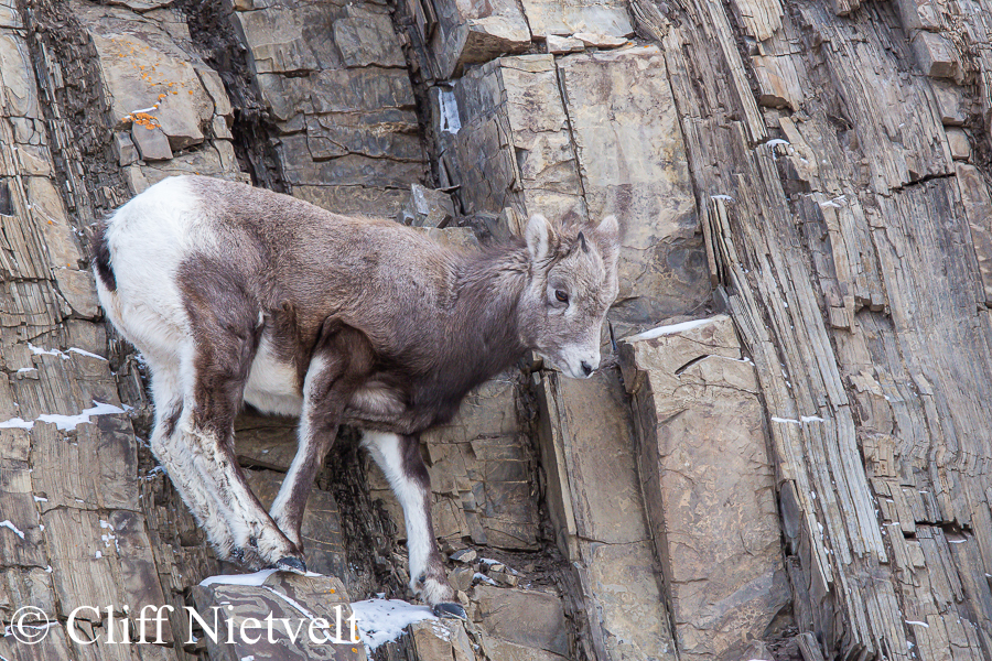  Lamb on a Cliff, REF: BHS007