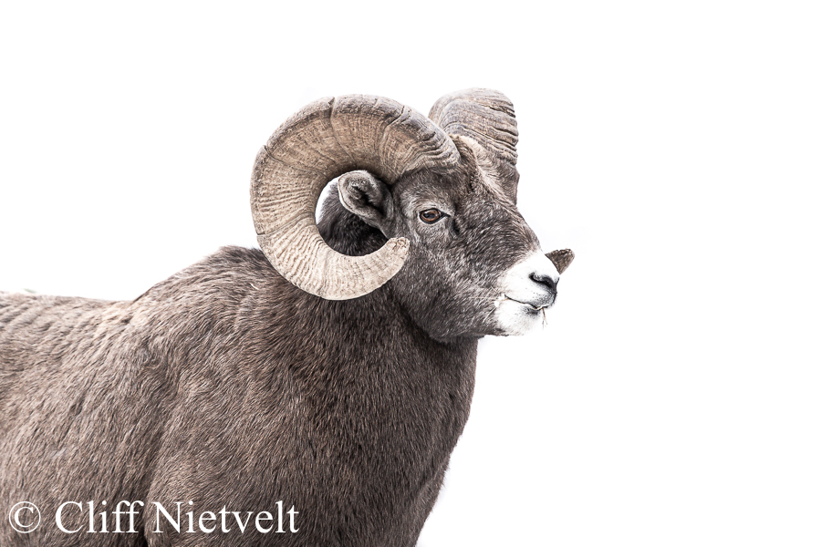 Noble Bighorn Ram REF: BHS009