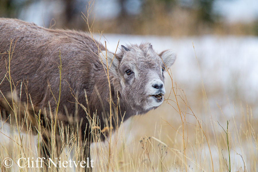 Lamb Browsing, REF: BHS011