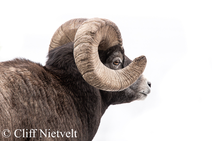 Bighorn Ram, Full Curl Side View, REF: BHS017