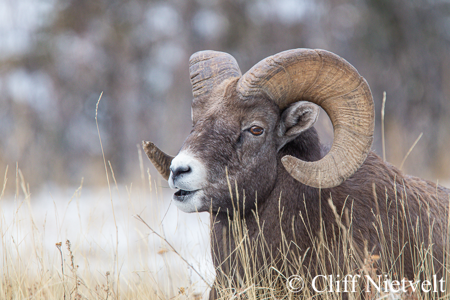 A Bighorn Ram Chewing his Cud, REF: BHS025