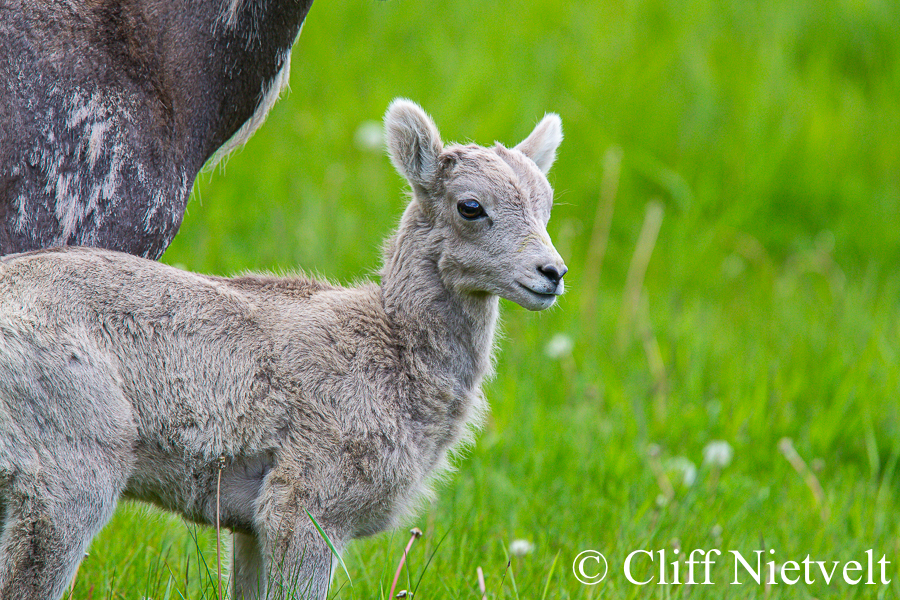 A Bighorn Ram Lamb and Mom, REF: BHS027