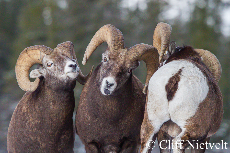 Three Rams in the Rut, REF: BHS030