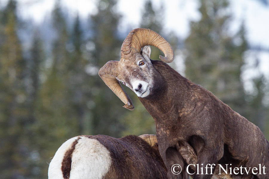 A Bighorn Ram in Mid-Ram, REF: BHS031