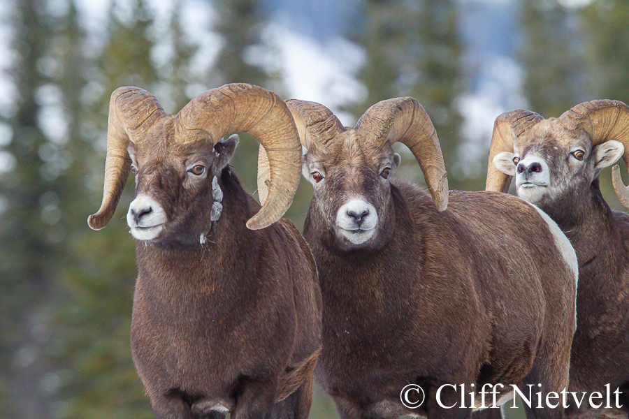 Three Rams in a Row, REF: BHS032