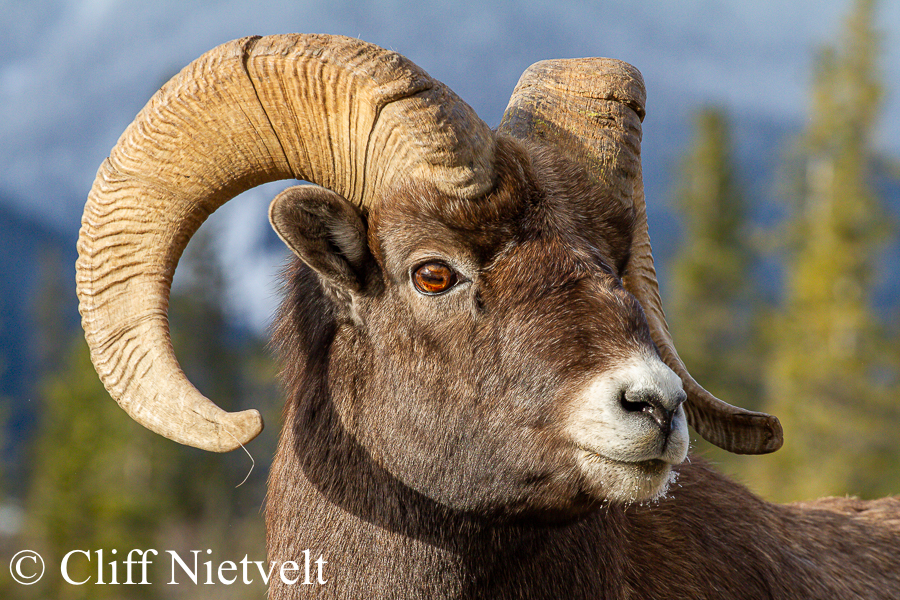 A Handsome Ram, REF: BHS034