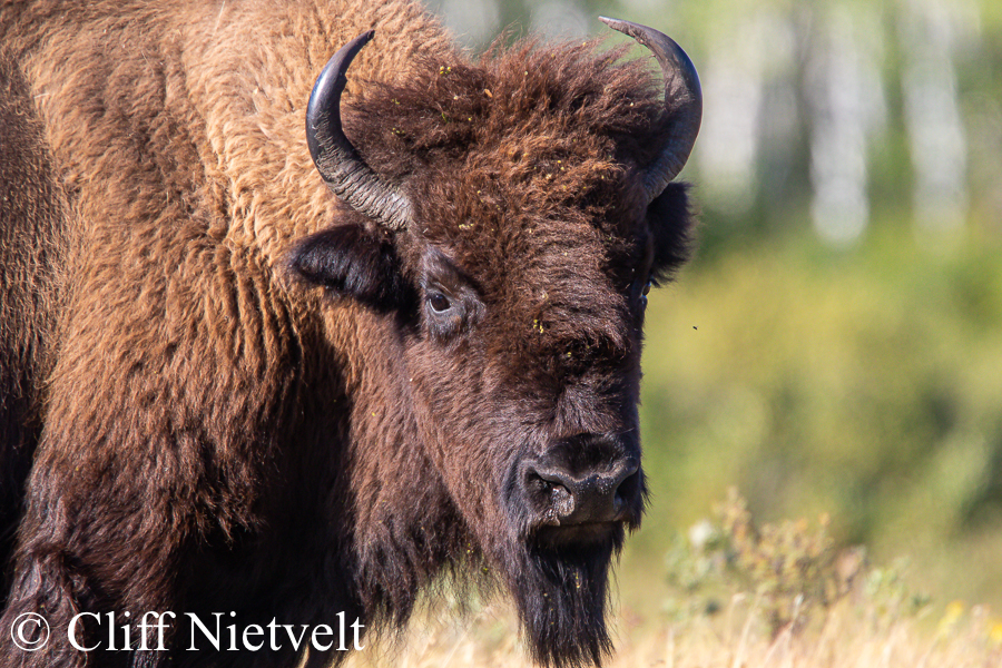 Cow Bison in Her Summer Coat, REF: BIS005