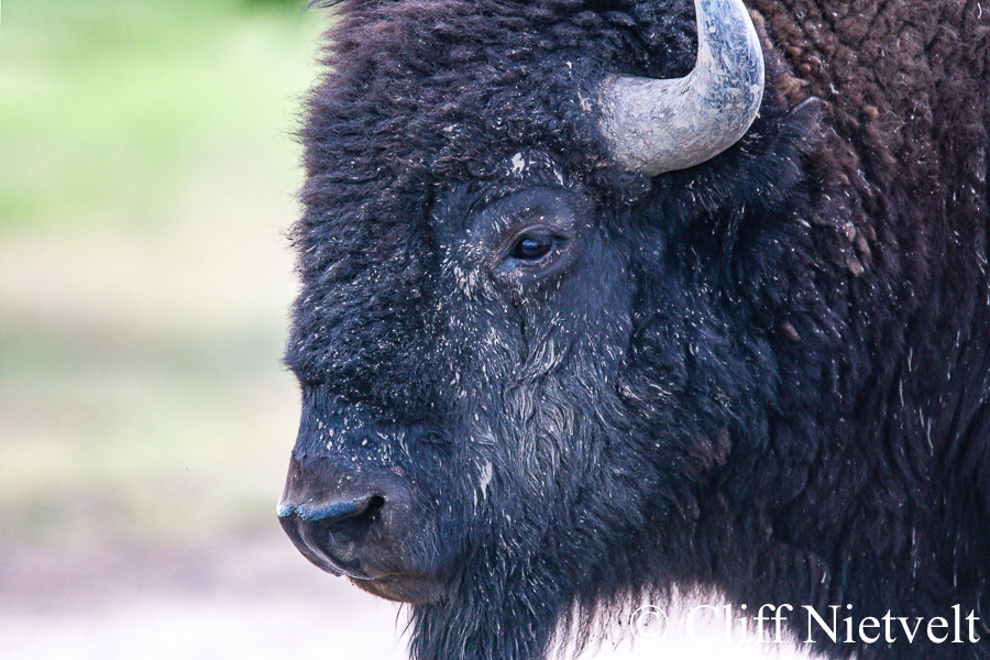 Muddy Bull Bison, REF: BIS006