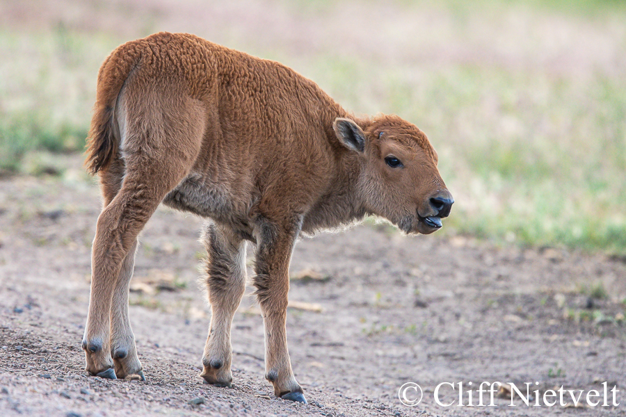 Bison Calf and Tongue Out, REF: BIS007