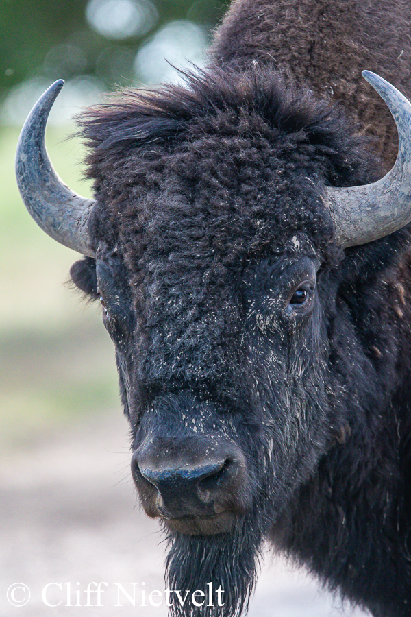 Early Summer Bull Bison, REF: BIS013