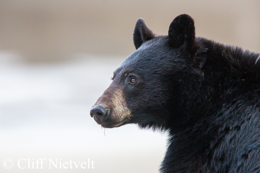 Black Bear Profile, REF: BB001