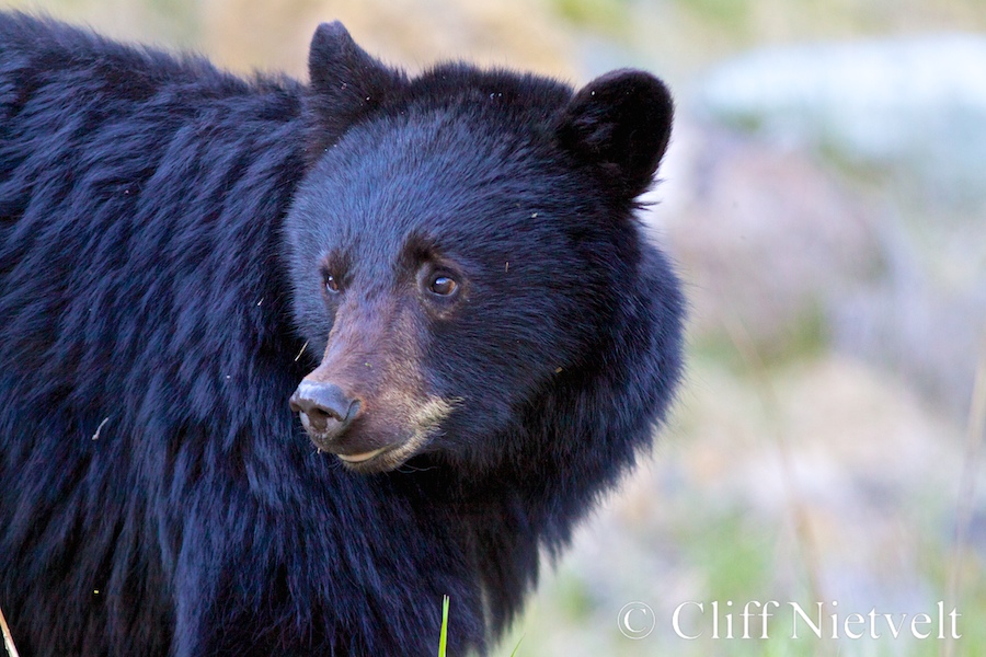 Shy Black Bear, REF: BB002