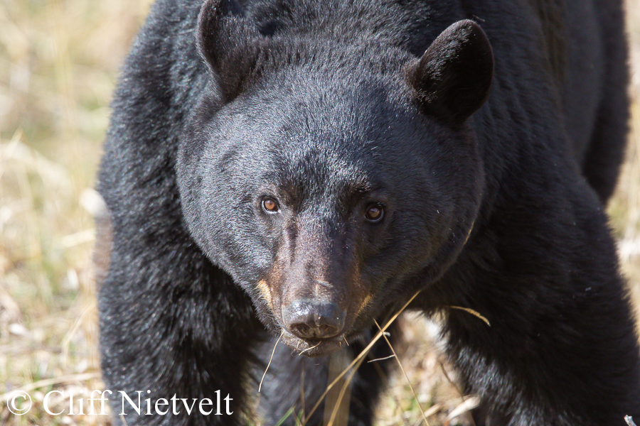 Black Bear Stare, REF: BB003