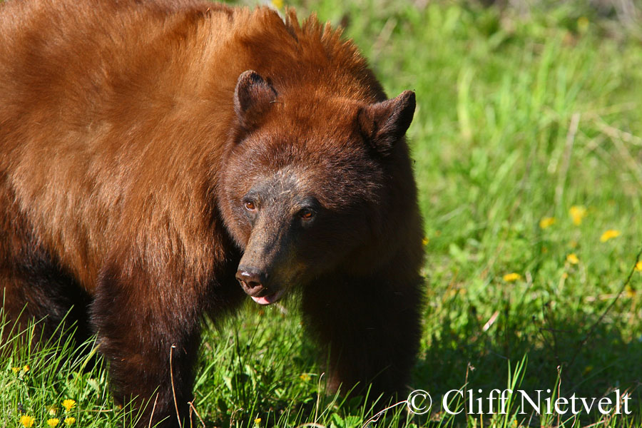 Cinnamon Black Bear, REF: BB004