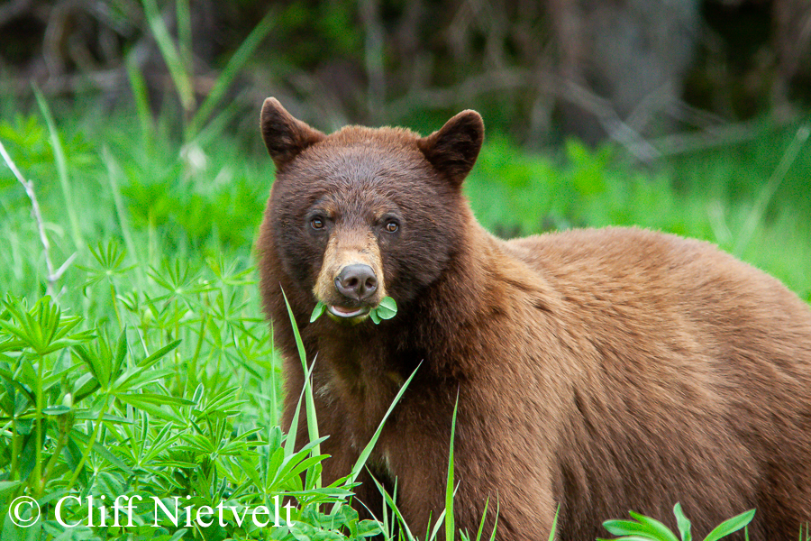 A Suspicious Cinnamon Black Bear, REF: BB008