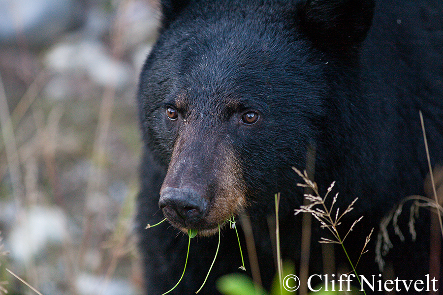 Black Bear Taking a Pause, REF: BB009