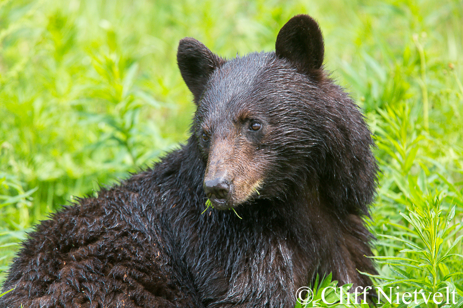 A Young Black Bear Feeding, REF: BB010