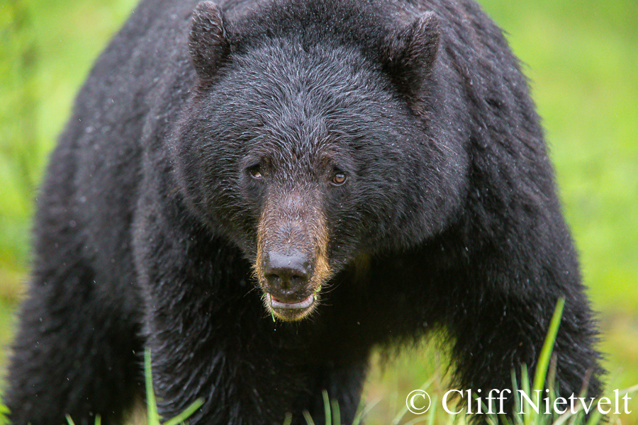 One-Eyed Black Bear, REF: BB011