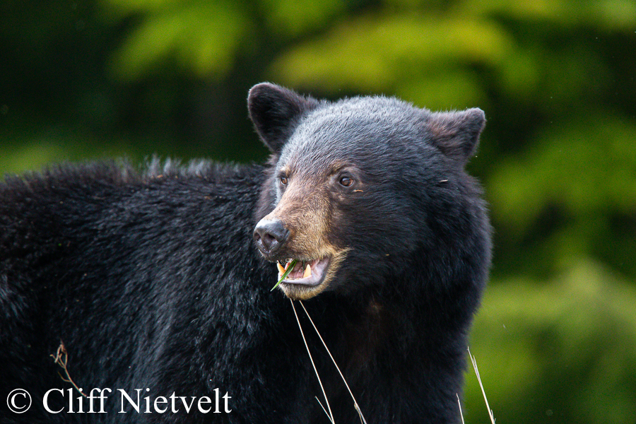 A Happy Black Bear Foraging, REF: BB015