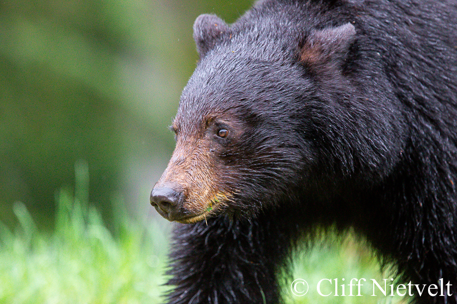 Rainy Day Black Bear; REF: BB016