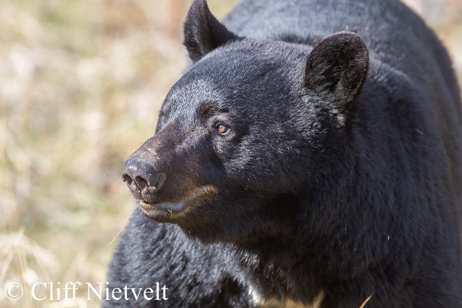 Rocky Mountain Black Bear, REF: BB018