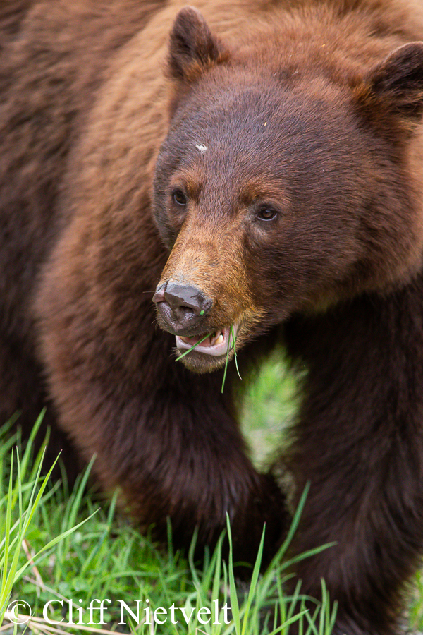 A Beautiful Cinnamon Black Bear, REF: BB019