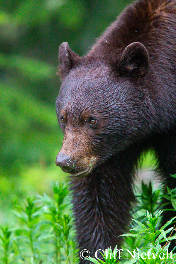 Watchful Black Bear, REF: BB021