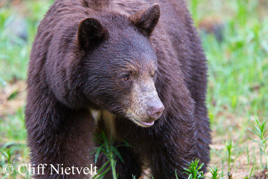 A Black Bear Taking a Stroll, REF: BB022