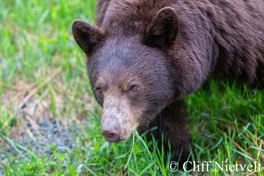 Side-Stare Black Bear, REF: BB023