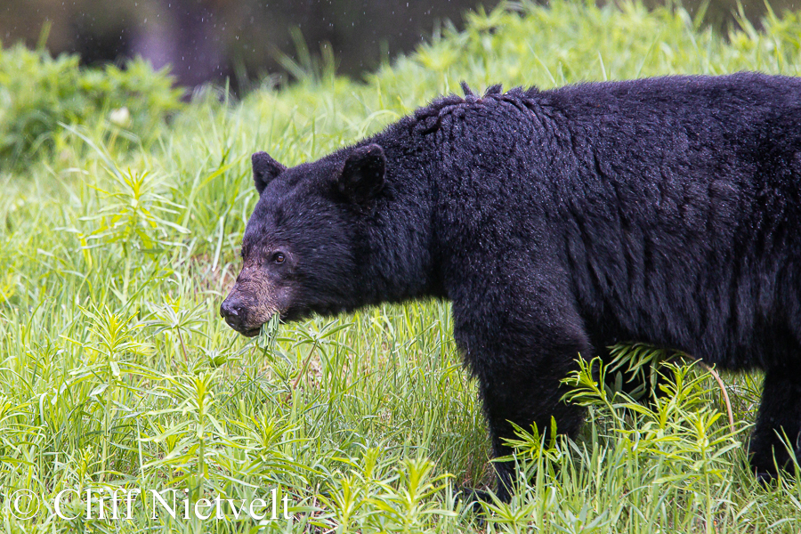 Black Bear in the Rain, REF: BB027