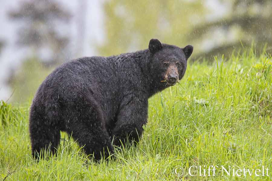 Black Bear Looking Back, REF: BB029