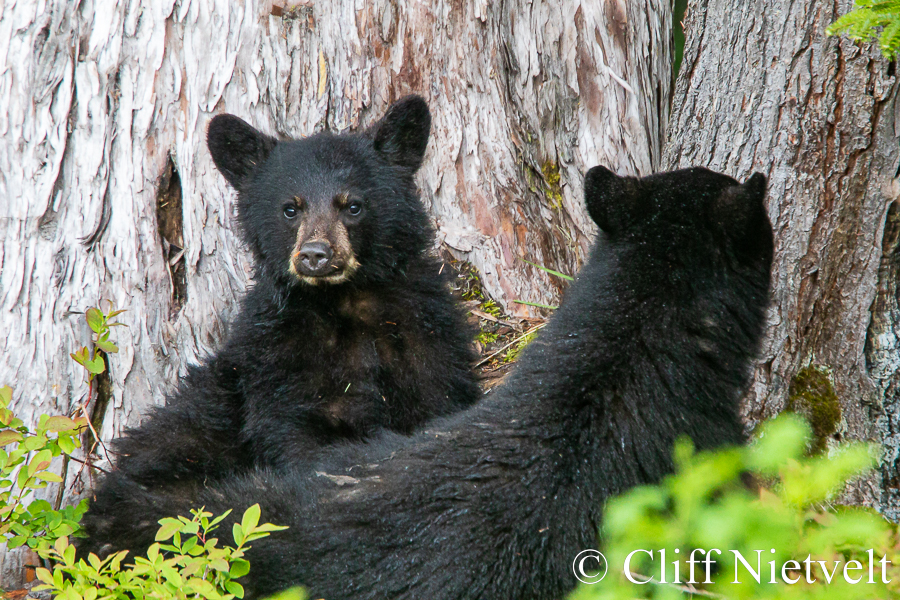 Two Black Bear Cubs at the Base of a Tree, REF: BB033