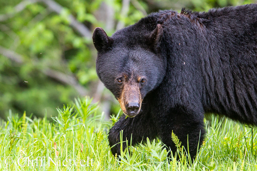 Sow Black Bear on the Move, REF: BB039