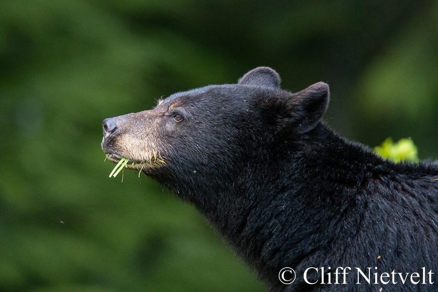 A Female Black Bear Portrait, REF: BB043