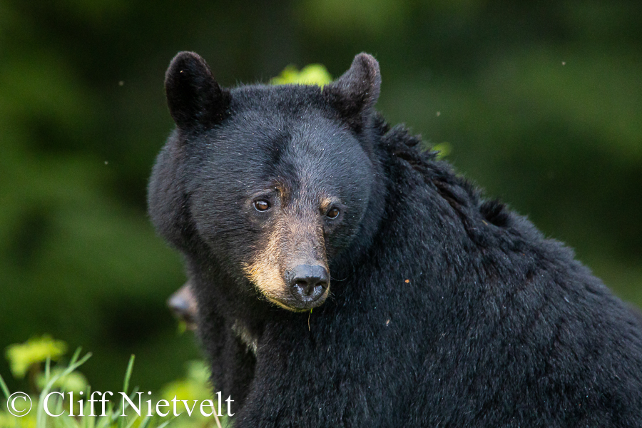 A Female Black Bear Sitting, REF: BB044