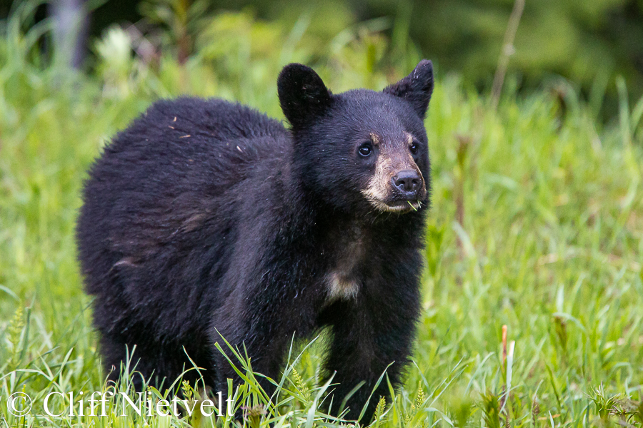 Curious Cub, REF: BB047