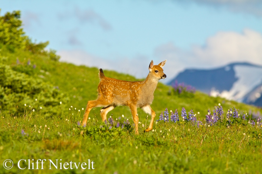 An Alert Black-Tailed Deer Fawn, REF: BTD005