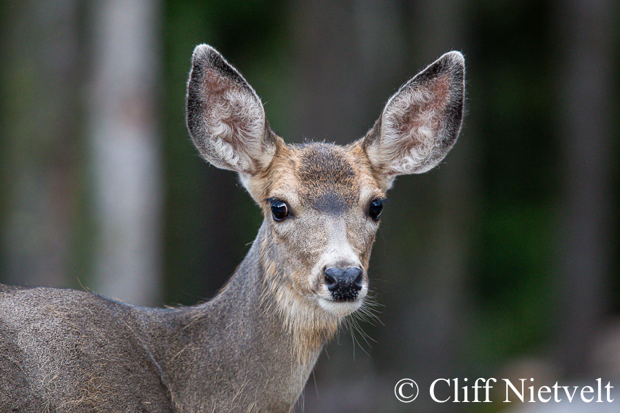 Mule Deer Doe in Autumn, REF: MUDE001