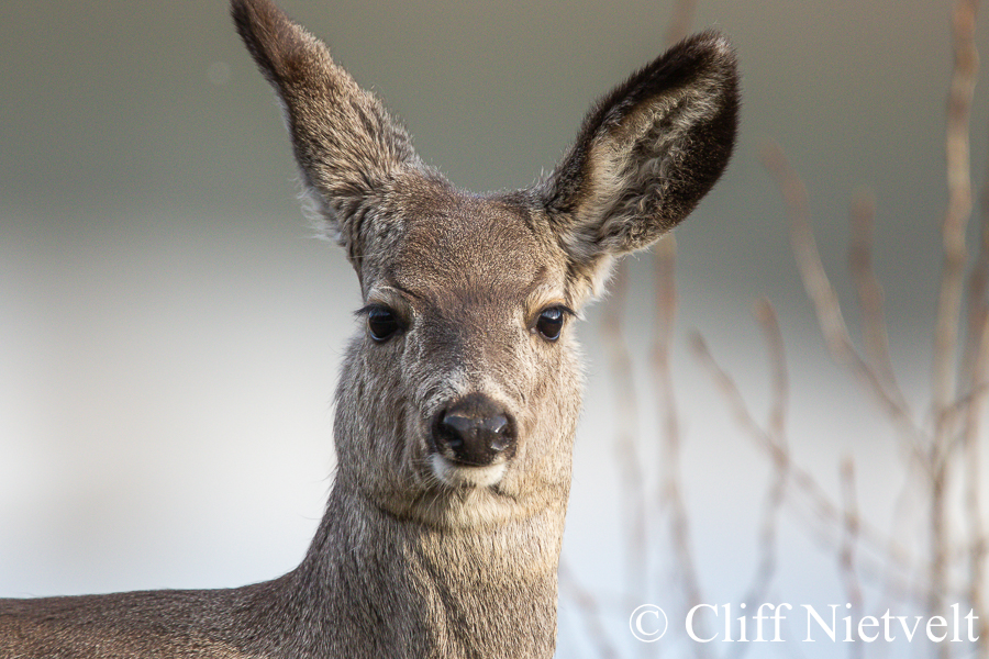 A Yearling Mule Deer Doe, REF: MUDE002