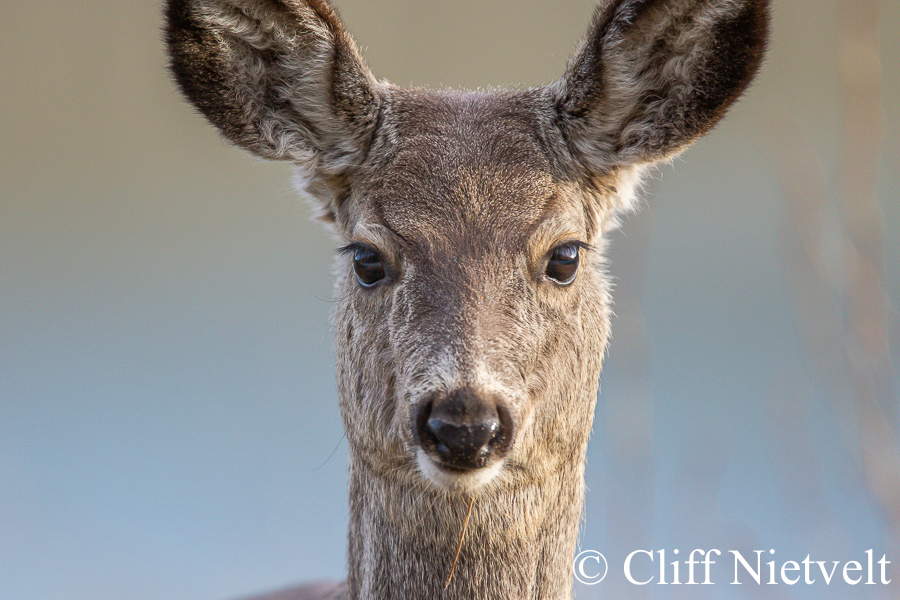 An Alert Mule Deer Doe, REF: MUDE003