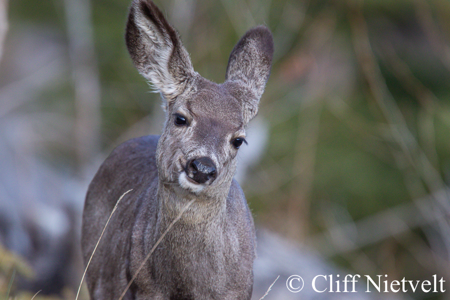 Curious Yearling Mule Deer, REF: MUDE005