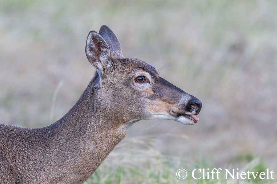 Cheeky White-Tailed Deer, REF: WTD004