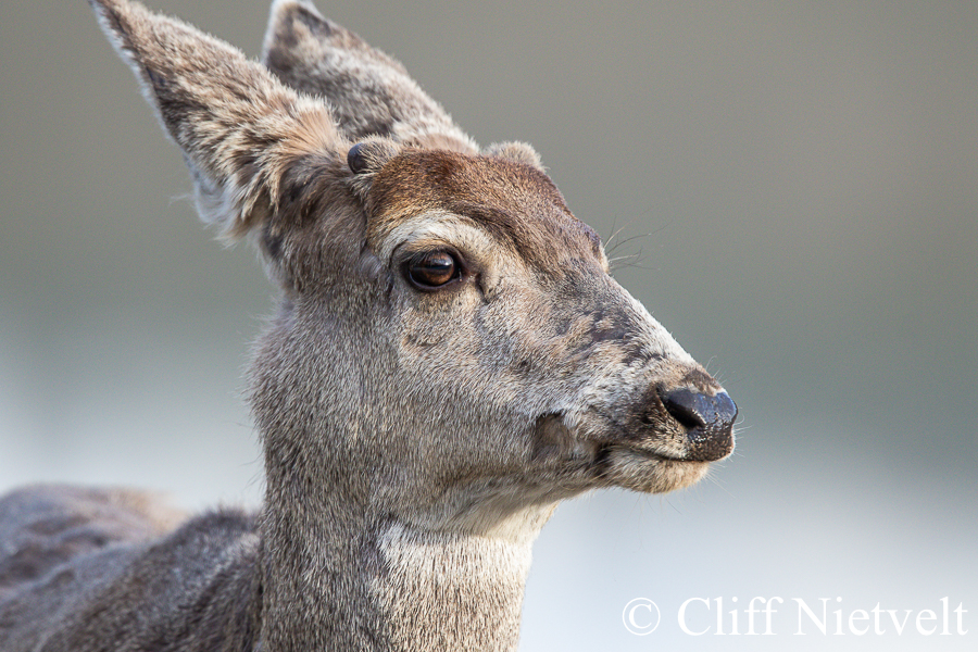 Button Buck Mule Deer, REF: MUDE006