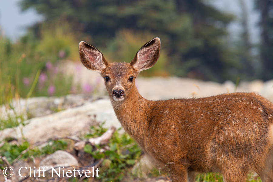 Black-Tailed Deer Fawn in Later Summer, REF: BTD007