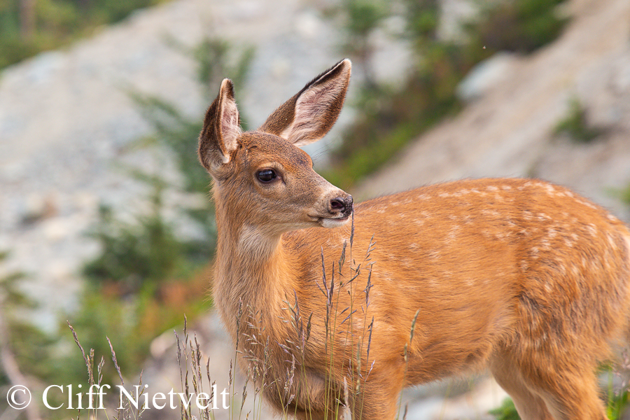 Black-tailed Deer Fawn Portrait, REF: BTD008