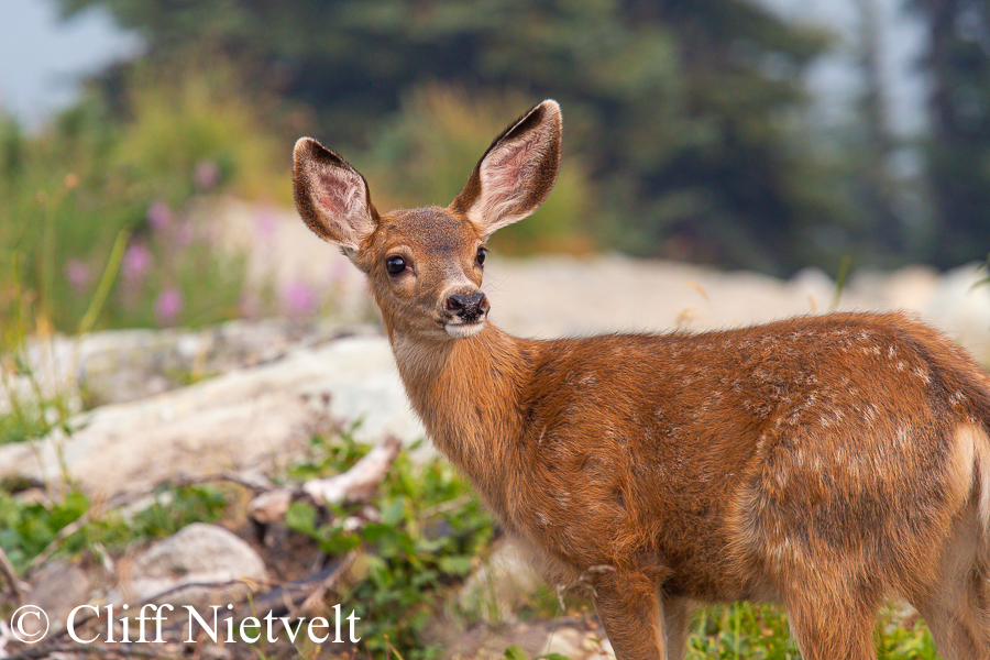 A Curious Black-Tailed Deer Fawn, REF: BTD009