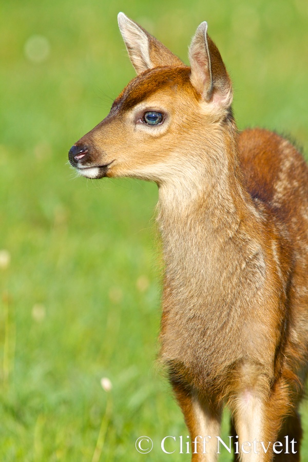 An Emerald-Eyed Black-Tailed Deer Fawn, REF: BTD:010